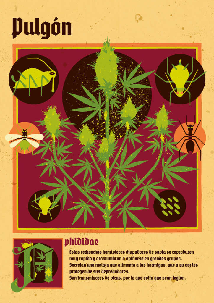 PLAGAS CANNABICAS 2