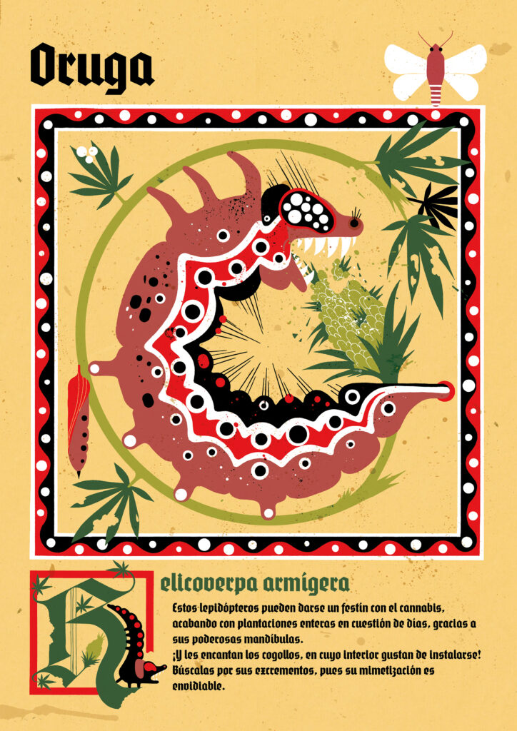 PLAGAS CANNABICAS 4