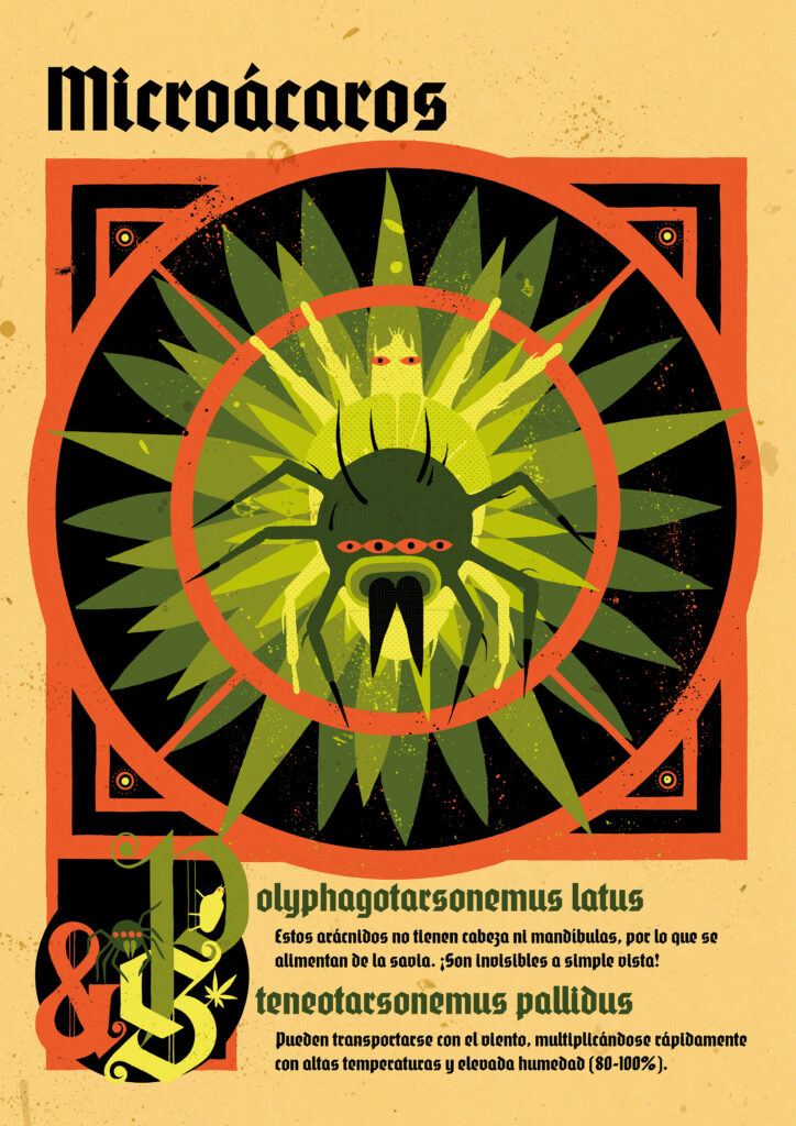 PLAGAS CANNABICAS 5